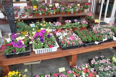 春のガーデニング 苗ものフェア いわき市 小名浜 花国湘南台店 お花の日記