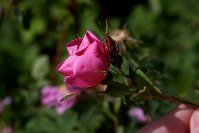wild roses, whitaker ponds natural area