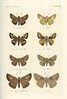 papillon 62