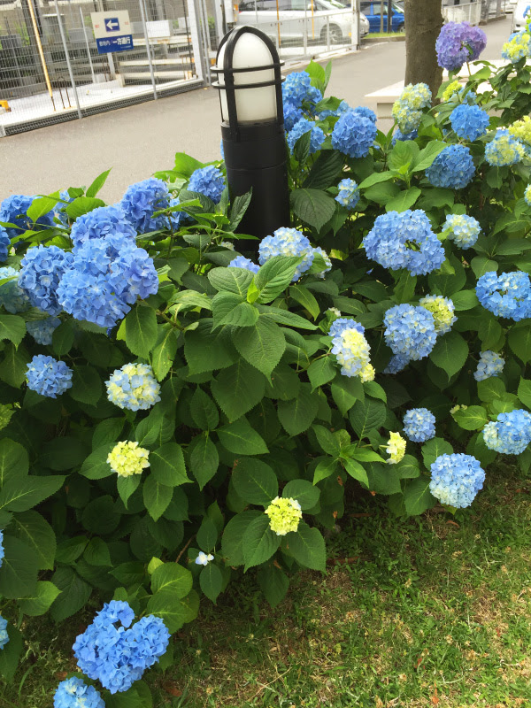 アジサイ 紫陽花の花の色と土の関係