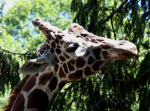 zoo giraffe head