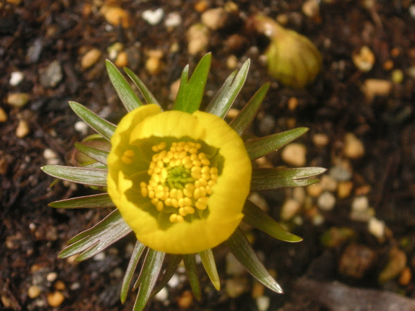 花を楽しむ 黄花節分草 その２