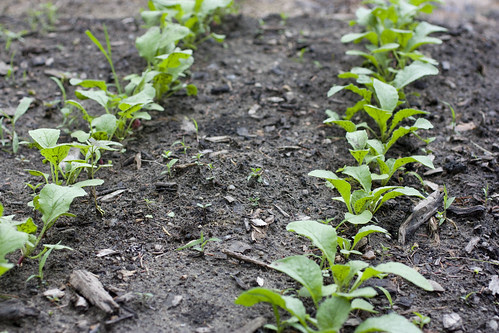 Radishes
