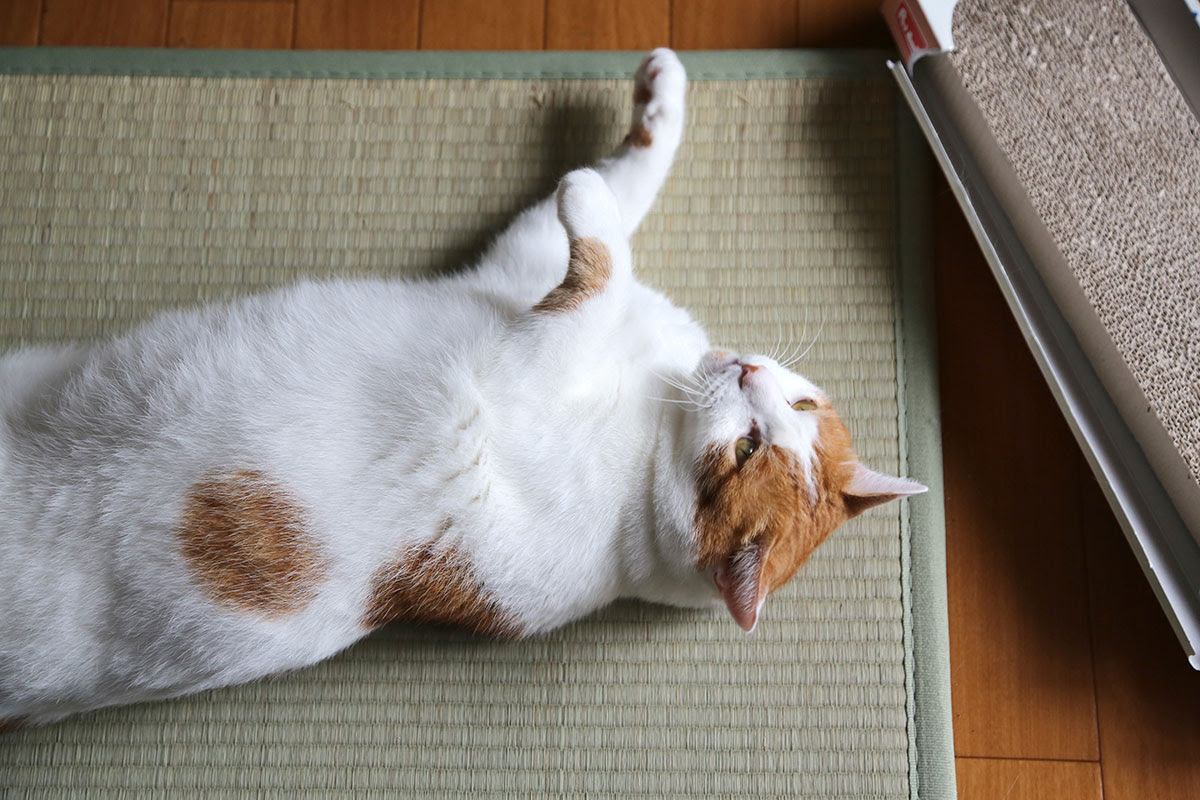 猫はなぜ畳が好き？爪とぎや尿から畳を保護する7つの対策法！｜猫の 