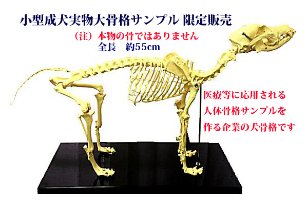 小型成犬標準サイズの実物大骨格サンプル台座付き 限定品 株式会社マーユ プレスリリース配信代行サービス ドリームニュース