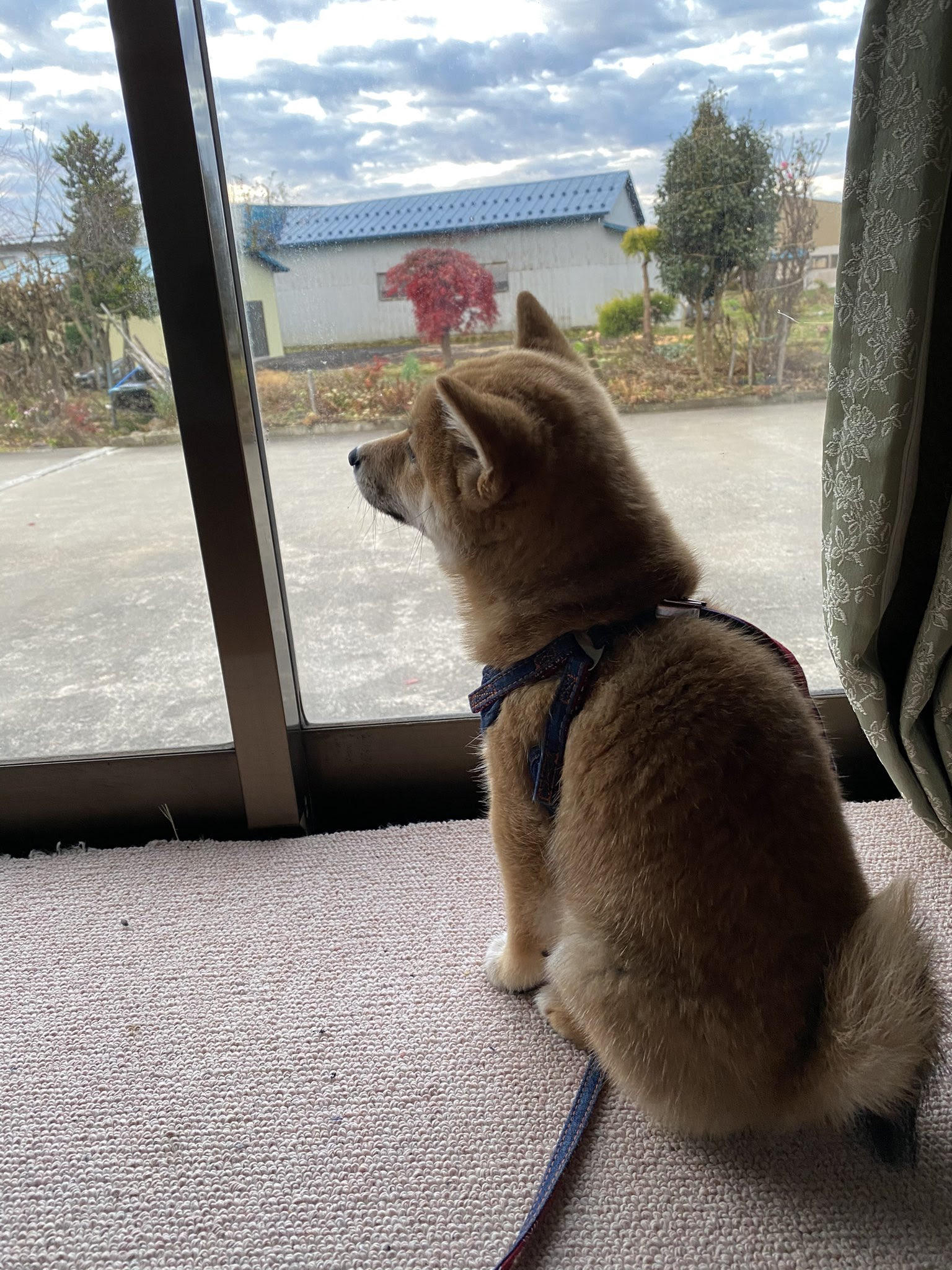 俺が知っている柴犬の座り方と違う Netgeek