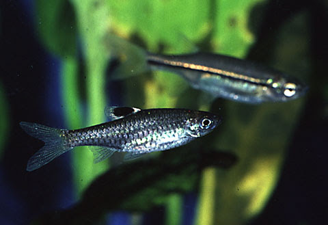 我が家の水槽を彩った歴代の熱帯魚たち