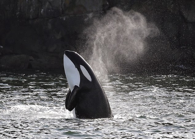 Make memories you'll never forget as you hop aboard a boat to spot Orca whales breaching the waters
