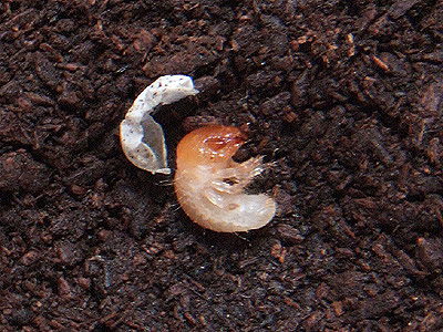 カブトムシの卵から成虫への変化 Orangebeetle