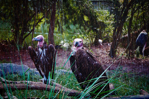 090510_vultures.jpg