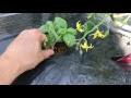 上 ピーマン 脇芽 挿し木 167631-ピーマン 脇芽 挿し木