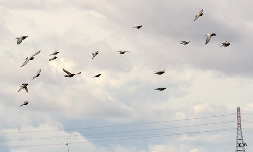 palomas en vuelo