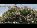 [10000印刷√] ピンク サマー スノー 110157-つる サマー ���ノー ピンク