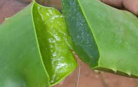  Home Remedies For Treatment Of Sunburn