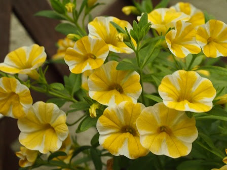 カリブラコアとペチュニアの切り戻しをしました くららばあさんnoさんぽみち