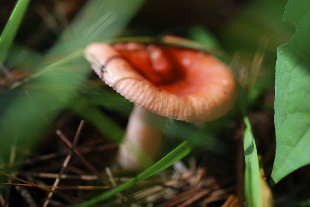 mushroom