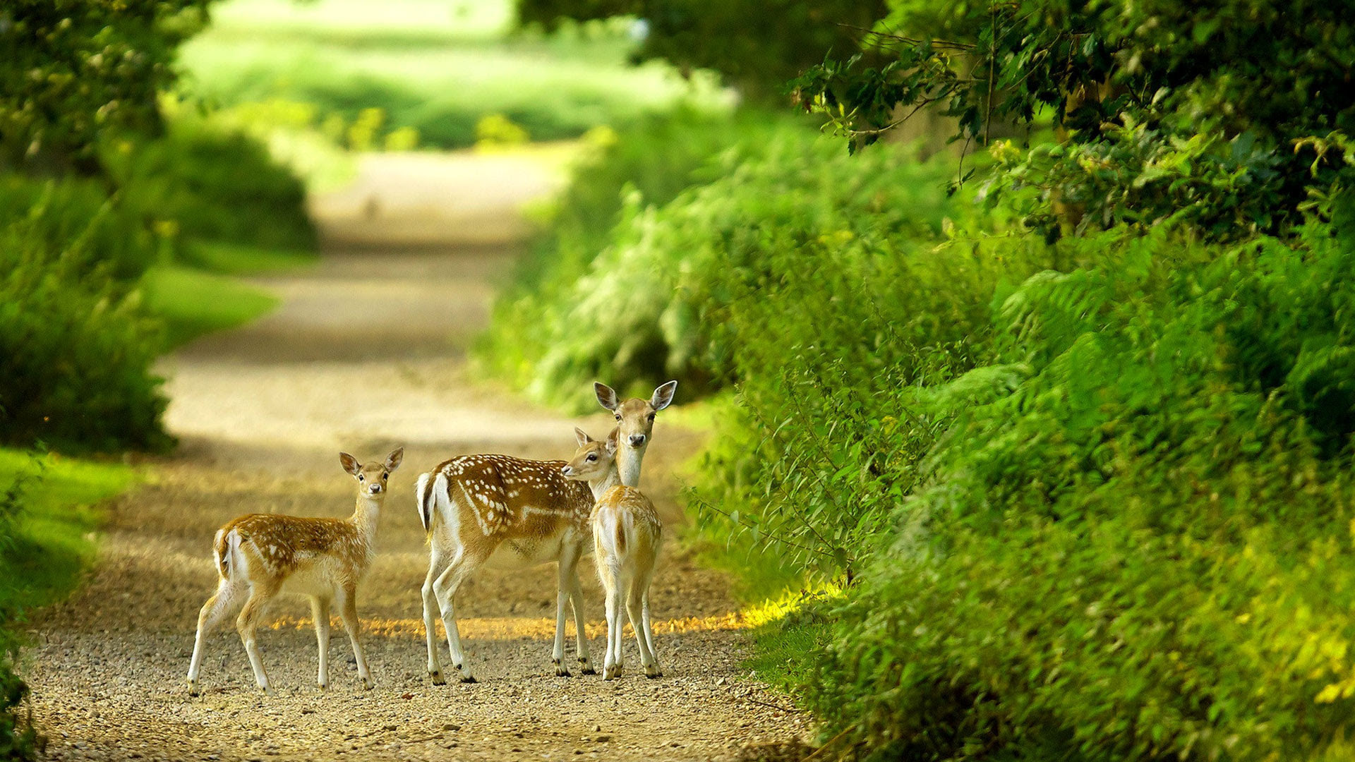 Photo Collection Nature Wallpaper Baby