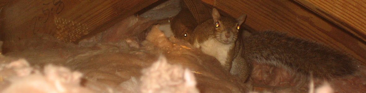 Squirrel Repellent for Attic  Product Reviews  Natural Home Remedies  Deterrent Devices
