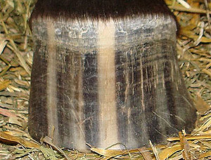 Appaloosa Striped Hooves