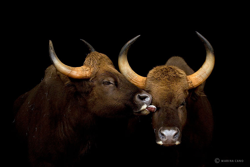 animal-wildlife-photography-marina-cano-29