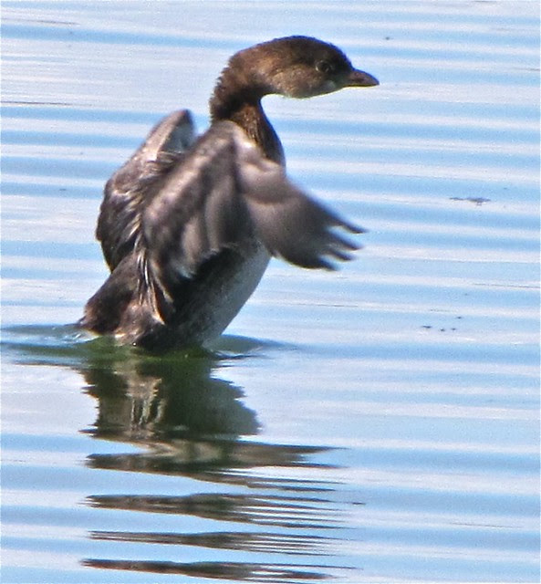 Pied-billed Grebe at Gridley Wastewater Treatment Ponds 01