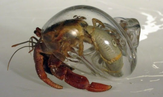 robert dugrenier, glass blowing, glass, hermit crabs, crabitats, shelters, marine life