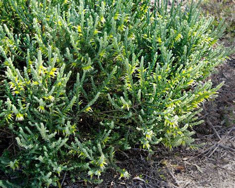 eremophila glabra gardensonline