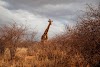 New top story from Time: South Africa’s Private Game Reserves Are Struggling to Survive Without Tourists. The Animals Are, Too