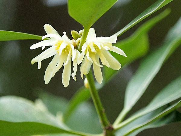 四季折々の花 In泉の森