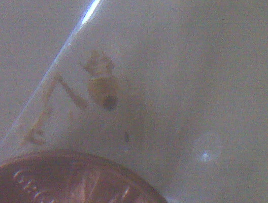 ... exoskeletons/larvae or some other pest? Â« Got Bed Bugs? Bedbugger