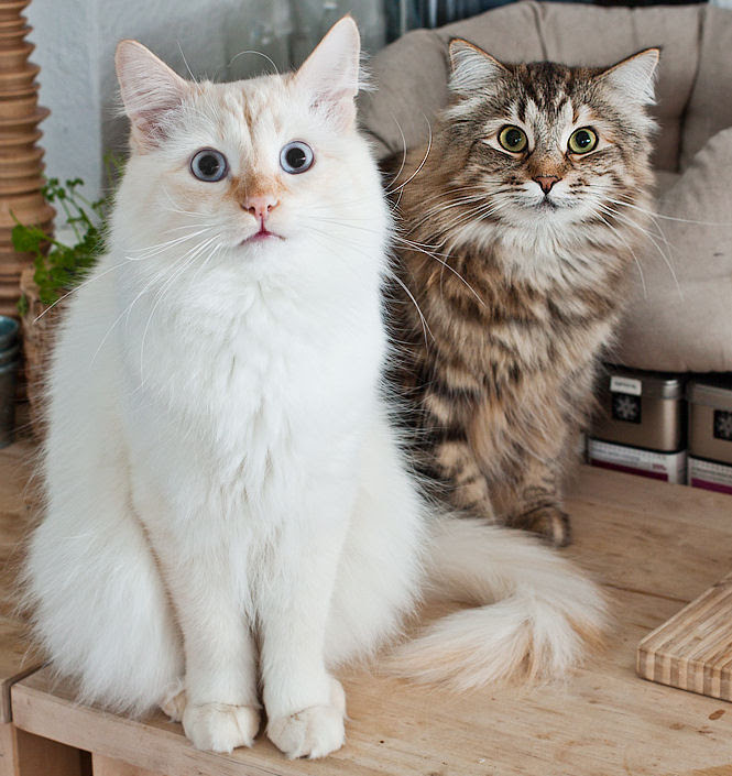 Sibirische Katzen Babies, Neva Masquerade/Siberian ...