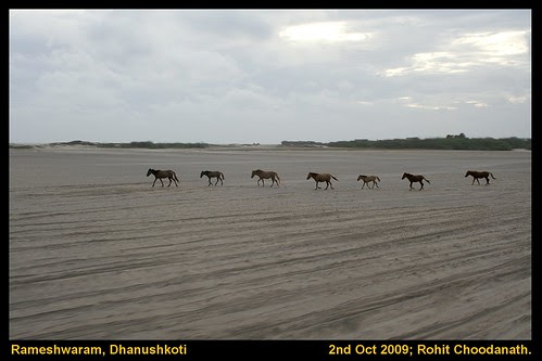 7 horses from nowhere in Dhanuskoti