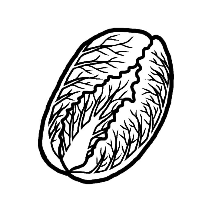 白菜 白黒 野菜 食べ物 無料イラスト素材