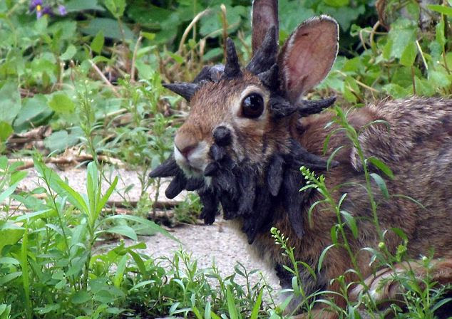 Frankenstein: The rabbit has a disease that causes tumours to grow 