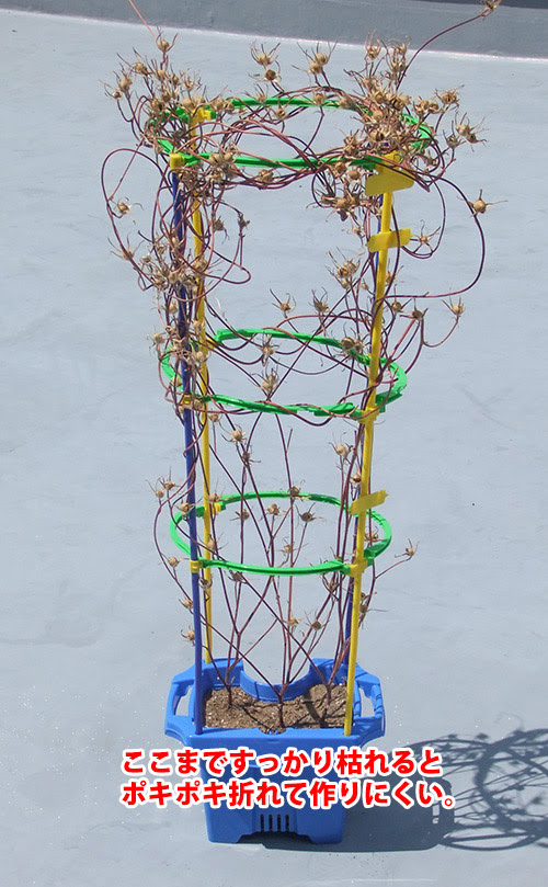あさがおのツルでリース作り