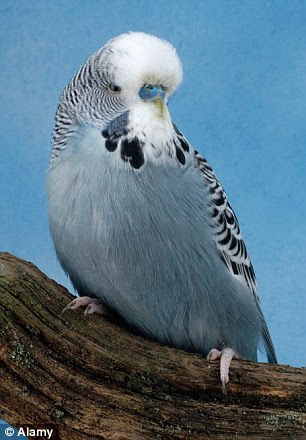 Budgerigar (file picture)