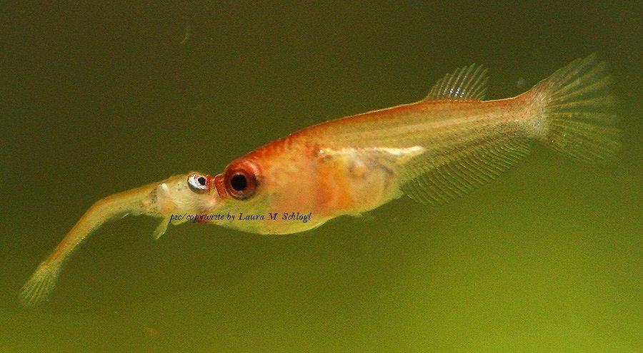 http://www.aqua-fish.net/imgs/fish/betta-fish-8.jpg