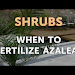 Best Time To Fertilize Azaleas And Camellias Download Clip mp3 and Mp4