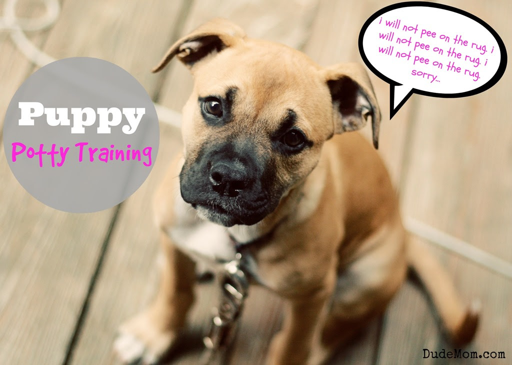 How to Potty Train a Puppy. #Giveaway - dude mom
