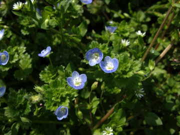 春の野の花 ぎふの森林 Blog