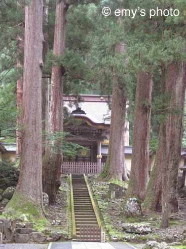 $極楽手帳～写真家＆タロット鑑定士EMYのブログ