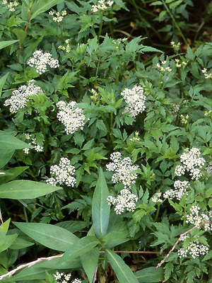セリ 植物検索 撮れたてドットコム
