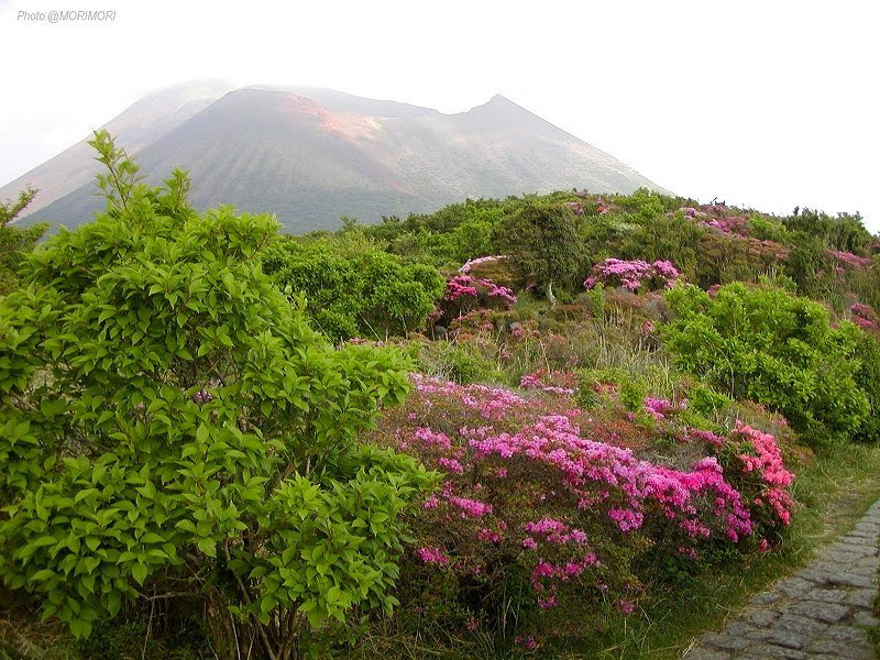 ミヤマキリシマ 霧島