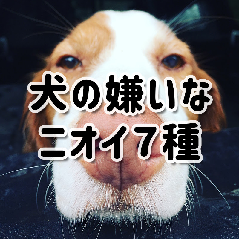 犬の嫌いなにおい７種 犬の嗅覚を利用してしつけに活用しよう 犬の総合情報サイト ペットスマイルニュースforワンちゃん