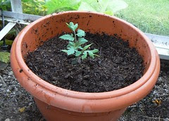 Planted