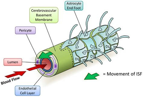 frontiers  cerebrovascular basement membrane role