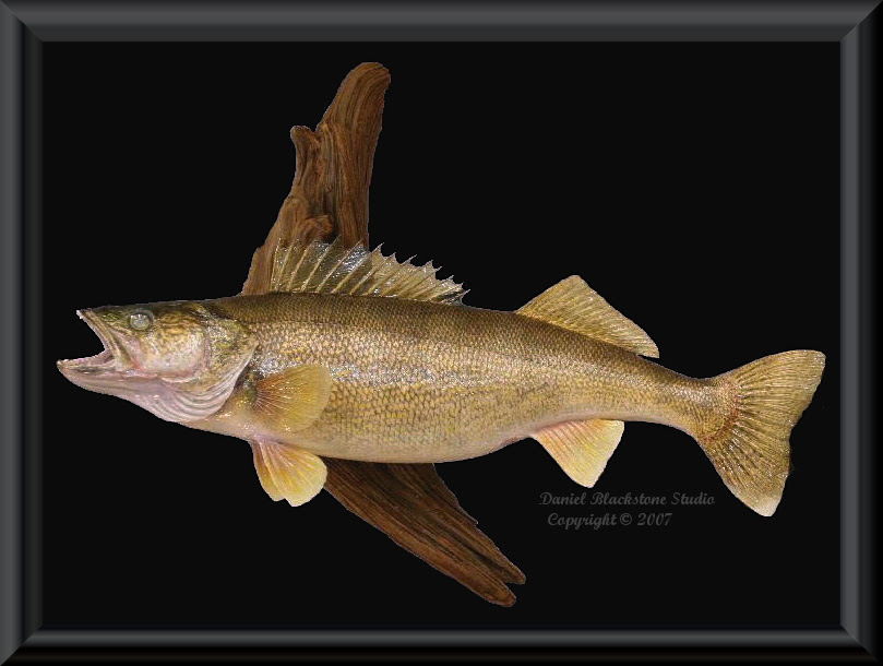 Walleye Fish Mounts Replicas Walleye Fish Mounts Replicas
