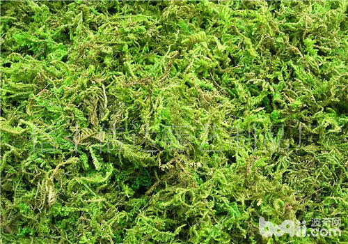 水苔的制作方法及养护要点 波奇网百科大全