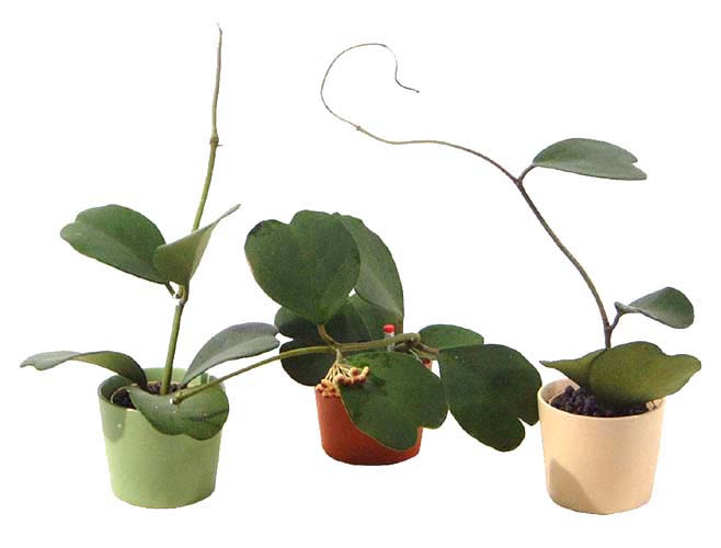 可愛い 贈り物にも喜ばれそうなハートの葉を持つ観葉植物まとめ