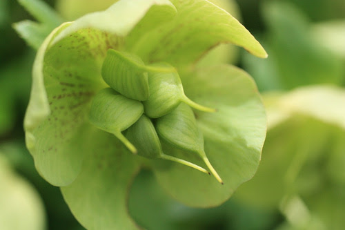 クリスマスローズ 種の保存方法 クリスマスローズ